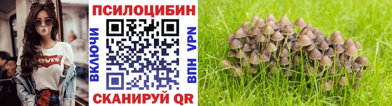 Галлюциногенные грибы Psilocybe  Купить закладки  Верхний Тагил 